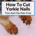 Can You Cut Your Yorkie’s Nails at Home? Step by Step