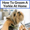 Can You Groom Your Yorkie at Home? Here’s How!