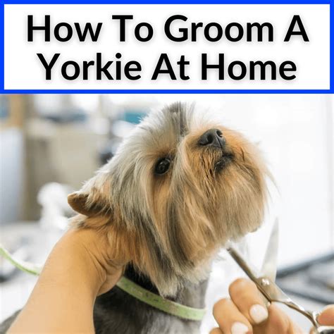 Can You Groom Your Yorkie at Home? Here’s How!