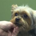 Can You Over-Groom a Yorkshire Terrier? Learn More!