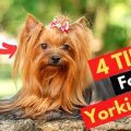 Can a Yorkie’s Hair Grow Too Long? Find Out!