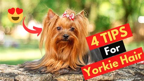 Can a Yorkie’s Hair Grow Too Long? Find Out!