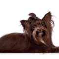 Chocolate Brown Yorkshire Terrier