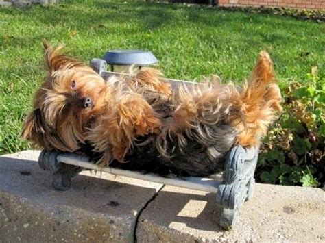 Choosing the Perfect Bed for Yorkies