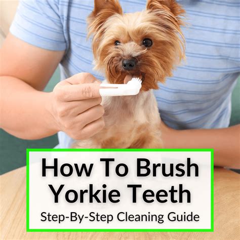 Clean Your Yorkie’s Teeth: Step Guide