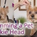 Clipping Yorkie Ears