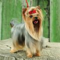 Coats For Yorkshire Terriers