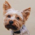 Common Health Problems In Yorkshire Terriers