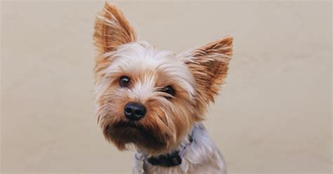 Common Health Problems In Yorkshire Terriers