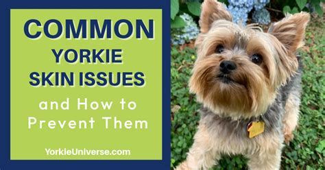 Common Yorkie Skin Issues