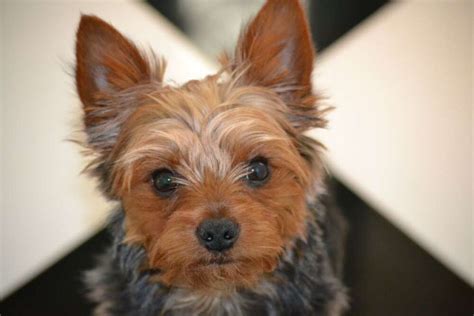 Common Yorkie allergies