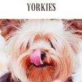 Competition Diet for Yorkies