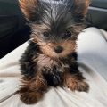 Cost Of Yorkie Puppy