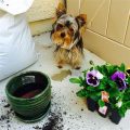 Create a Yorkie-Safe Garden