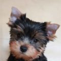 Cute Yorkie Puppy Names