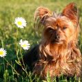 Dehydrated Food for Yorkies