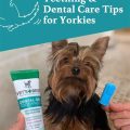 Dental Care Tips for Yorkshire Terriers