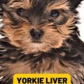 Diet for Yorkie Liver Disease