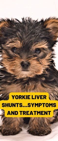 Diet for Yorkie Liver Disease