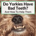 Diet for Yorkies with Bad Teeth