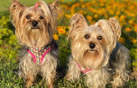 Different Types Of Yorkie Dogs