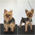 Different types of Yorkie haircuts