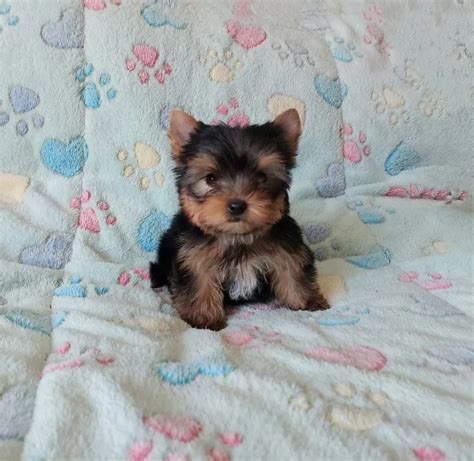 Discover First Yorkie Breeders