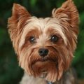 Discover Yorkshire Terrier Origins