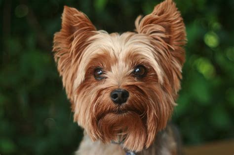 Discover Yorkshire Terrier Origins