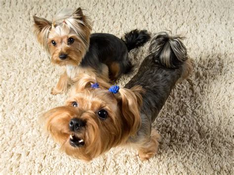 Do Yorkie Dogs Bark A Lot