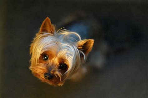 Do Yorkies Already Know How To Swim