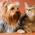 Do Yorkies Get Along With Cats? Expert Guide