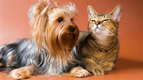 Do Yorkies Get Along With Cats? Expert Guide