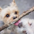 Do Yorkies Get Along With Other Small Dogs?