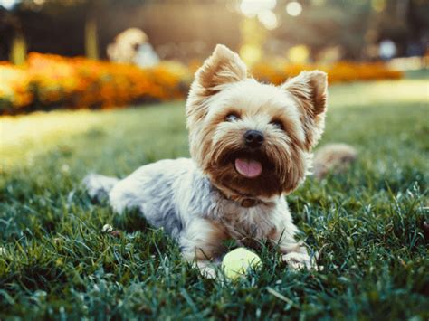 Do Yorkies Have Dander