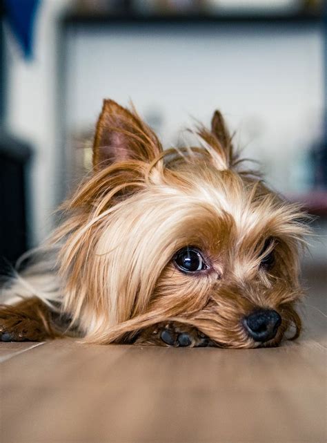 Do Yorkies Have Health Problems