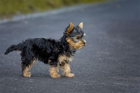 Do Yorkies Have Long Tails