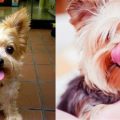 Do Yorkies Have a Sixth Sense? Science Weighs In