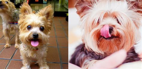 Do Yorkies Have a Sixth Sense? Science Weighs In