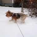 Do Yorkies Like Snow