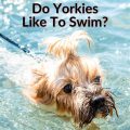 Do Yorkies Like Wet Weather