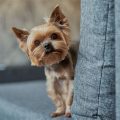 Do Yorkies Remember Their Previous Owners?