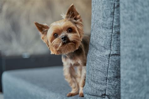 Do Yorkies Remember Their Previous Owners?