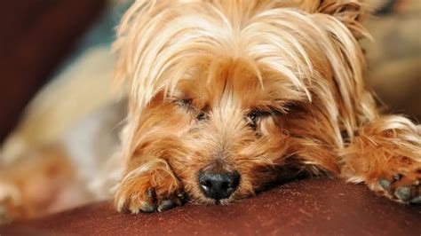 Do Yorkies Sleep A Lot