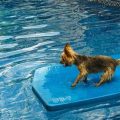 Do Yorkies like to swim?