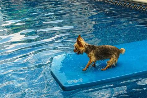 Do Yorkies like to swim?