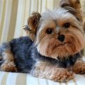 Do Yorkshire Terriers Feel Guilt? Science Says No