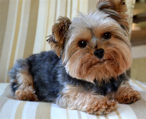 Do Yorkshire Terriers Feel Guilt? Science Says No