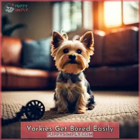 Do Yorkshire Terriers Get Bored Easily?