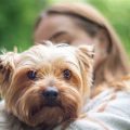 Do Yorkshire Terriers Get Depressed? Signs to Watch